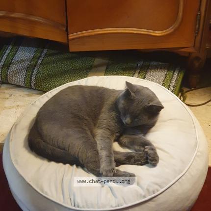 Photo 1/1 Pousy Chat perdu à Aulnay sous bois