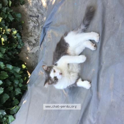 Photo 1/1 Pepere Chat perdu à Marseille