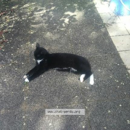 Photo 1/1 Loupiote Chat perdu à Montgeron
