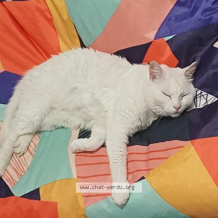 Photo 1/1 Millwaukee Chat perdu à Patay