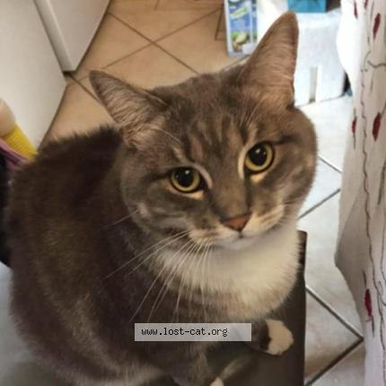 Photo 1/1 Vincent Chen Chat perdu à Croydon