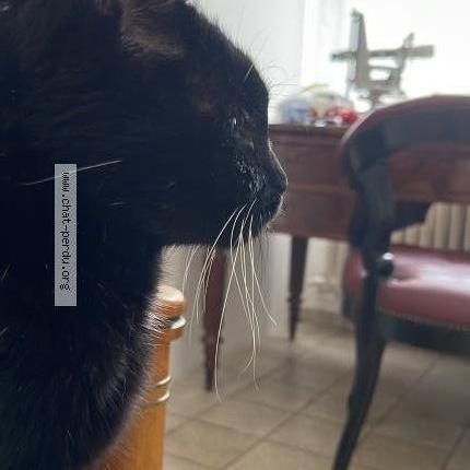 Photo 1/1 Régine MARCK AMIEL Chat perdu à Epernay