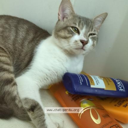 Photo 1/1 Éros Chat perdu à Marmande