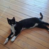 Photo de chat perdu à Florange