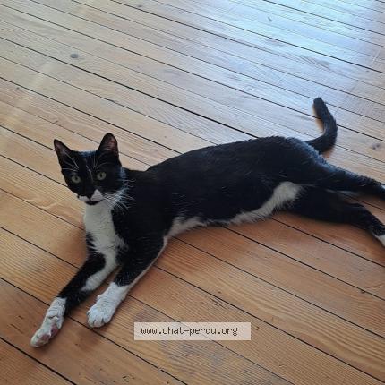 Photo 1/1 Chat retrouvé Perdu à Florange
