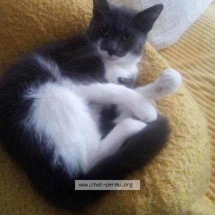 Photo 1/1 Yumi Chat perdu à Cambrai