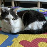 Photo de chat perdu à Lhuis