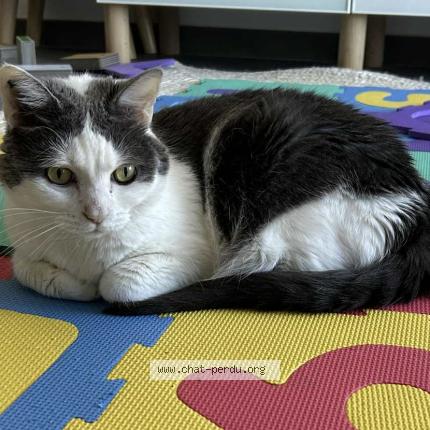 Photo 1/1 Chat retrouvé Perdu à Lhuis