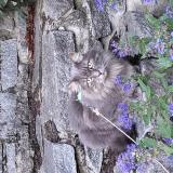 Photo de chat perdu à Rive De Gier