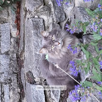 Photo 1/1 Chat retrouvé Perdu à Rive de gier