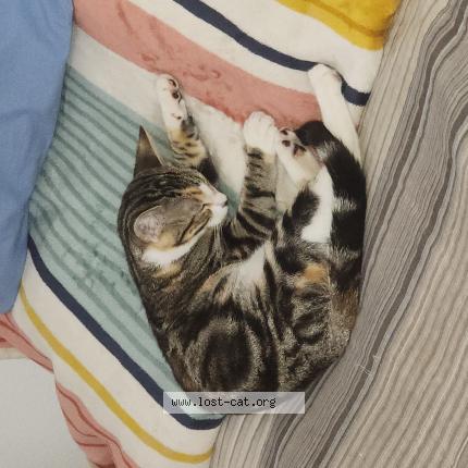 Photo 1/1 Golyawna Chat perdu à Albuquerque