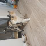 Photo de chat trouvé à Coutances