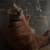 Photo de chat perdu à Nice