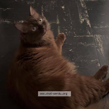 Photo 1/1 Chat retrouvé Perdu à Nice