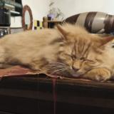 Photo de chat perdu à Chateauneuf Du Faou