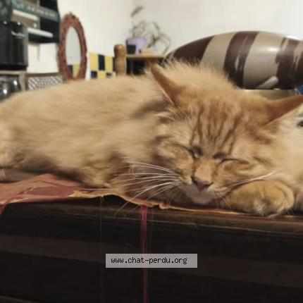 Photo 1/1 Chat retrouvé Perdu à Chateauneuf du faou