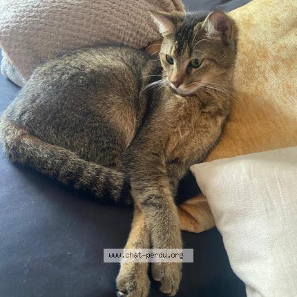 Photo 1/1 INDY Chat perdu à Neuchatel