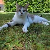 Photo de chat perdu à Bazemont