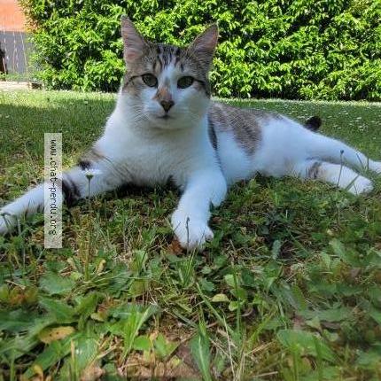 Photo 1/1 Chat retrouvé Perdu à Bazemont