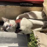 Photo de chat perdu à Orleans