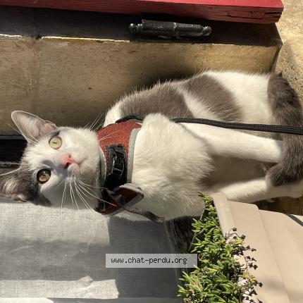 Photo 1/1 Chat retrouvé Perdu à Orleans