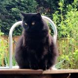 Photo de chat perdu à Ahetze