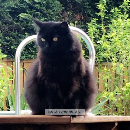 Photo 1/1 Chat retrouvé Perdu à Ahetze