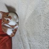 Photo de chat perdu à Cadillac En Fronsadais