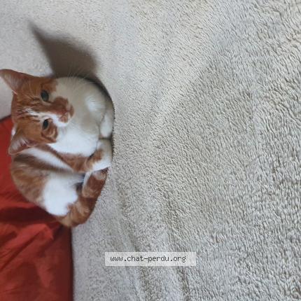 Photo 1/1 Chat retrouvé Perdu à Cadillac en fronsadais