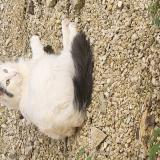 Photo de chat perdu à Til Chatel