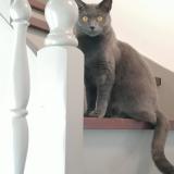 Photo de chat perdu à La Baule