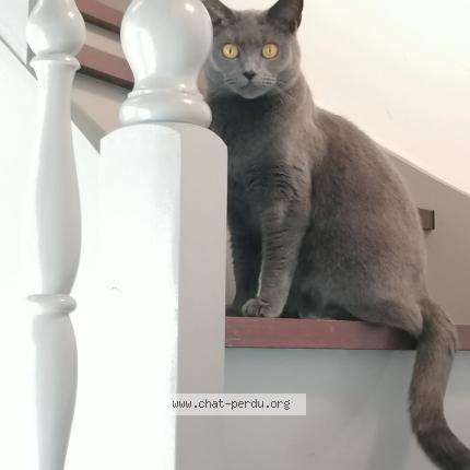 Photo de chat perdu à La Baule