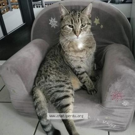 Photo 1/1 Gucci Chat perdu à Melun