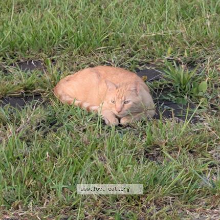 Photo 1/1 Koopah Chat perdu à Ludowici