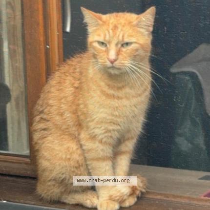 Photo 1/1 Chat retrouvé Trouvé à Auray