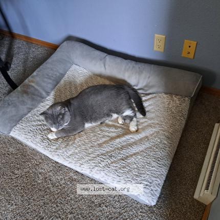 Photo 1/1 Craig Chat perdu à Milan