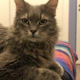 Photo de chat perdu à Toulouse