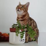 Photo de chat perdu à Nancy