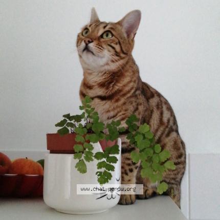 Photo 1/1 Chat retrouvé Perdu à Nancy