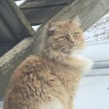 Photo de chat perdu à Batesville