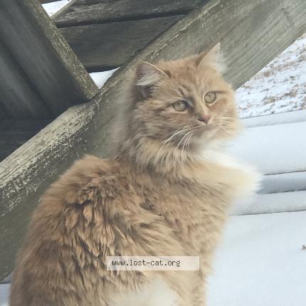 Photo 1/1 Dookie Chat perdu à Batesville