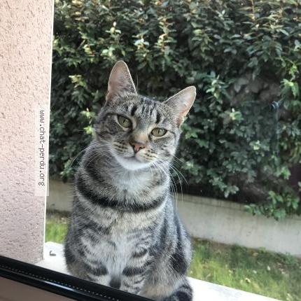 Photo 1/1 Chat retrouvé Perdu à Neuilly plaisance