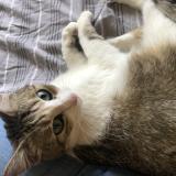 Photo de chat perdu à Void Vacon