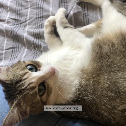 Photo 1/1 Chat retrouvé Perdu à Void vacon