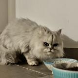 Photo de chat trouvé à Saint Brevin Les Pins