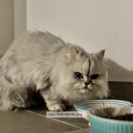 Photo 1/1 Chat retrouvé Trouvé à Saint brevin les pins