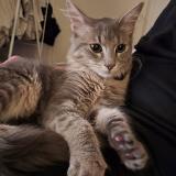 Photo de chat trouvé à Antony