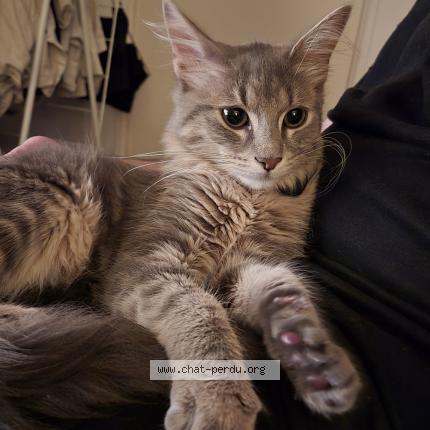 Photo 1/1 Chat retrouvé Trouvé à Antony