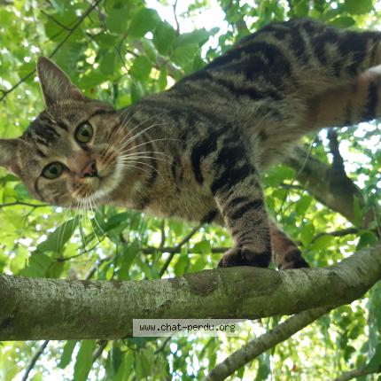 Photo 1/1 Chat retrouvé Perdu à St pierre eglise