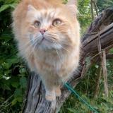 Photo de chat perdu à Bellegarde Du Razes